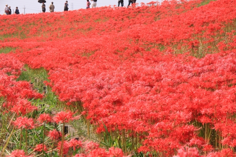 写真：300万本の矢勝川の彼岸花